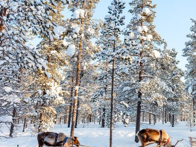 Grandi Viaggi Offerte: Lapponia, Aurora Boreale e Babbo Natale, Finlandia da 1337€